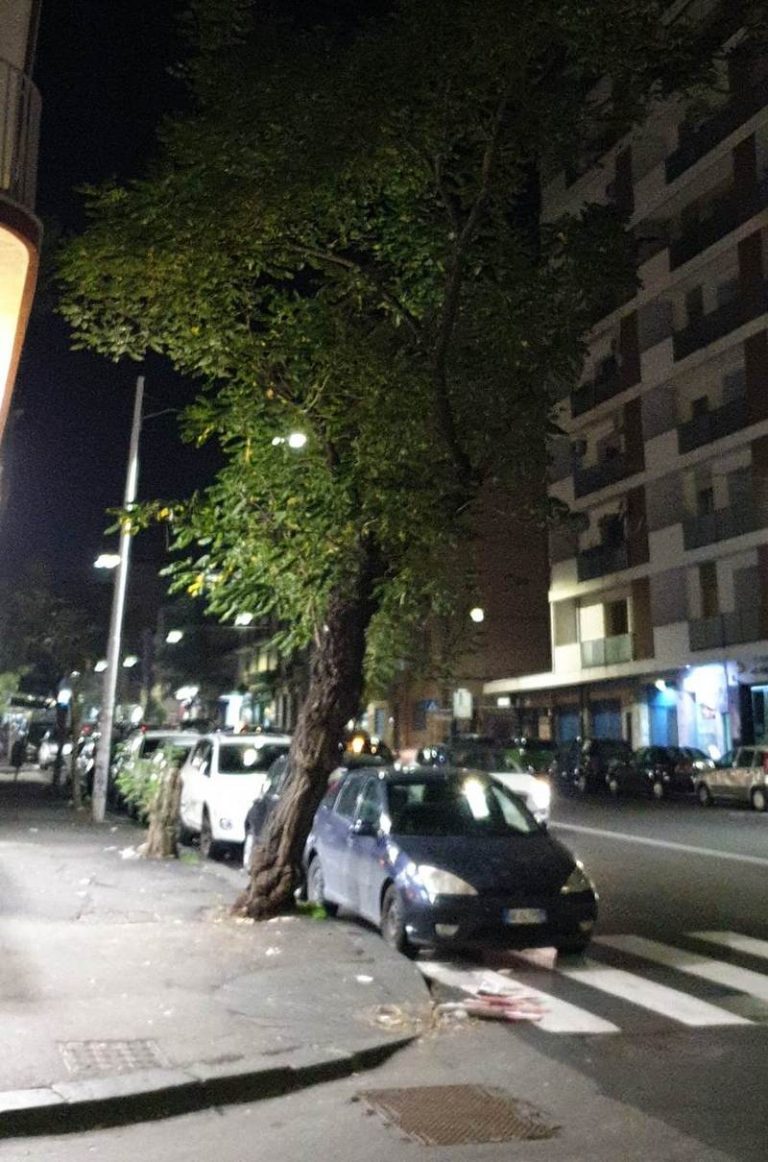 Alberi instabili in viale Mario Rapisardi a Catania