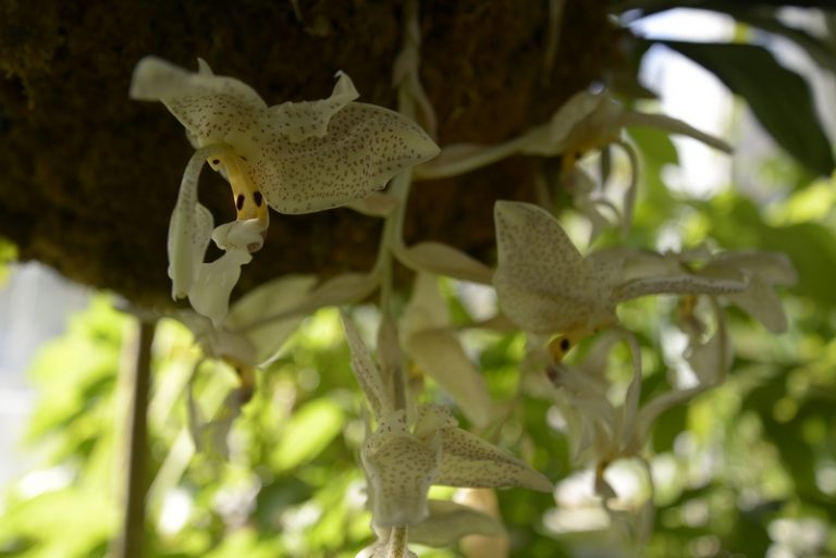 Orchidarium. Esposizione internazionale di orchidee tropicali