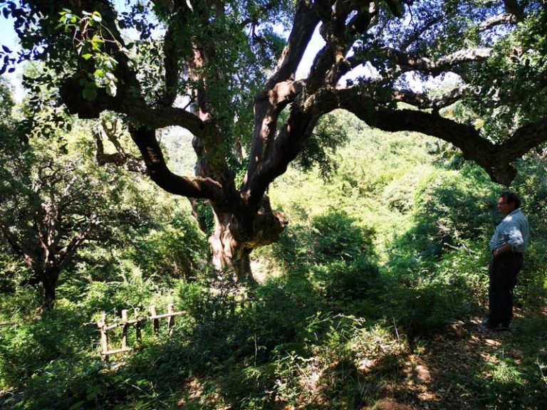 Geraci Siculo, il comune protegge i suoi 4 alberi monumentali: “Presto un percorso per visitarli”