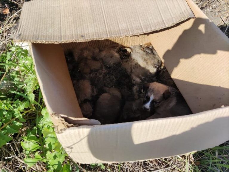 Muore intera cucciolata abbandonata in un cartone sotto il sole. Taglia di 1000 euro per risalire ai responsabili
