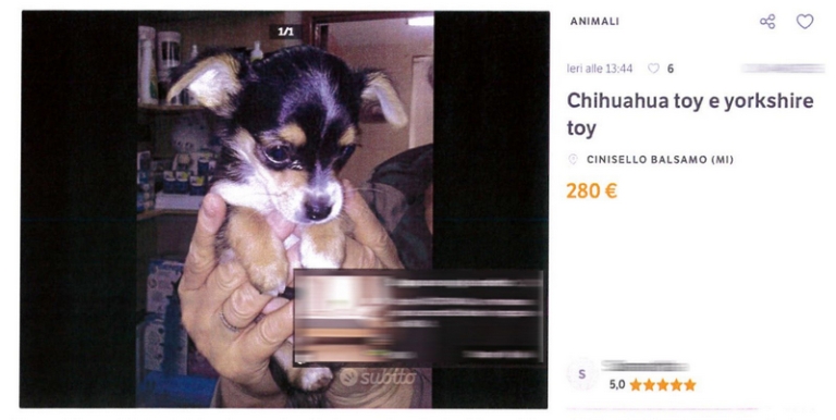 <strong>Cucciolo venduto illegalmente su un noto portale sequestrato dalle Guardie Zoofile dell’Oipa. Sanzionato il venditore</strong>