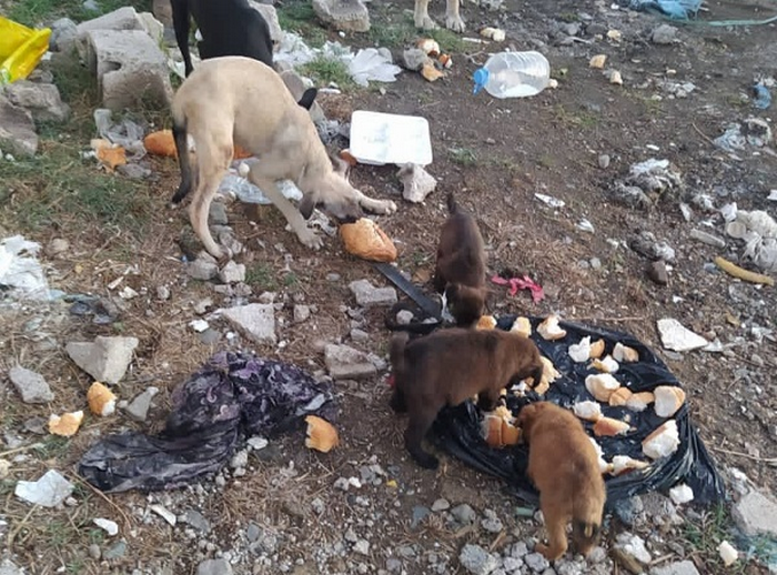 <strong>Terremoto in Siria e Turchia, è emergenza anche per gli animali. Sul campo i volontari Oipa. Lanciata una raccolta fondi</strong>