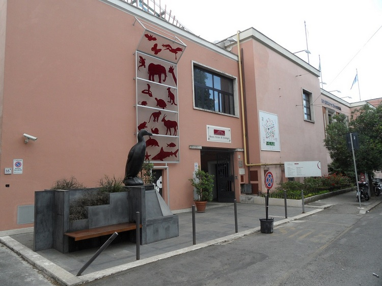 <strong>Il Museo Civico di Zoologia di Roma Capitale partecipa alla City Nature Challenge</strong>