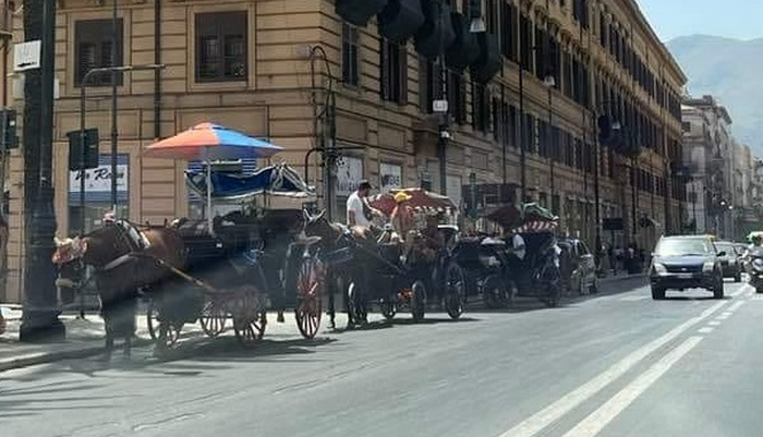Carrozze trainate da cavalli a Palermo. L’Oipa incontra assessori e sindaco
