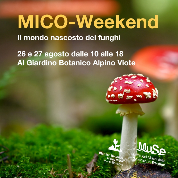 MICO-weekend. Il mondo nascosto dei funghi