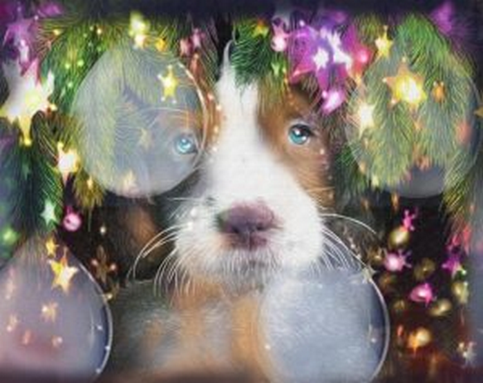 OIPA: «mettere un cucciolo sotto l’albero può alimentare il traffico illegale». il video della campagna natalizia dell’associazione